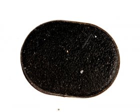 Segway Ninebot Cap - 14 01 0041 00 Rear Cap Right Sports Edition